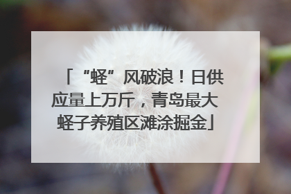 “蛏”风破浪！日供应量上万斤，青岛最大蛏子养殖区滩涂掘金