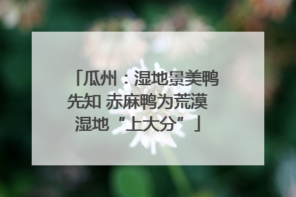 瓜州：湿地景美鸭先知 赤麻鸭为荒漠湿地“上大分”