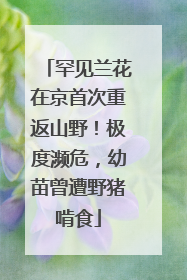 罕见兰花在京首次重返山野！极度濒危，幼苗曾遭野猪啃食