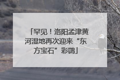 罕见！洛阳孟津黄河湿地再次迎来“东方宝石”彩鹮