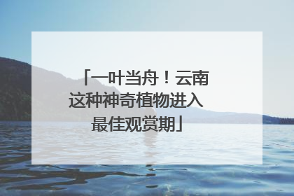一叶当舟！云南这种神奇植物进入最佳观赏期
