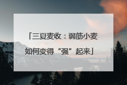 三夏麦收：弱筋小麦如何变得“强”起来