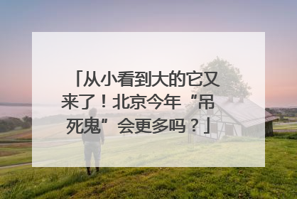 从小看到大的它又来了！北京今年“吊死鬼”会更多吗？