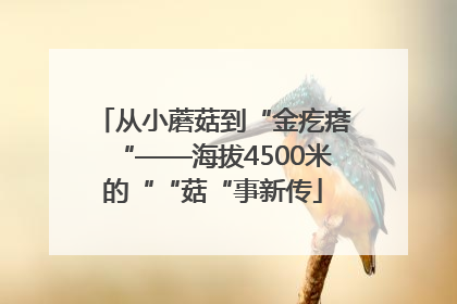 从小蘑菇到“金疙瘩“——海拔4500米的““菇“事新传