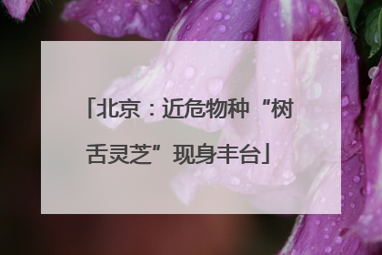 北京：近危物种“树舌灵芝”现身丰台