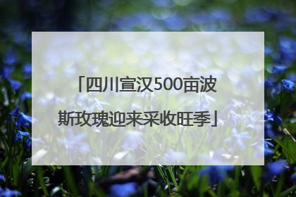 四川宣汉500亩波斯玫瑰迎来采收旺季