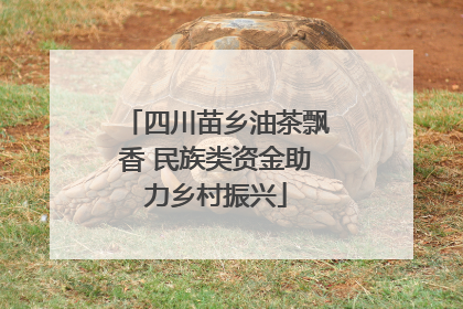 四川苗乡油茶飘香 民族类资金助力乡村振兴