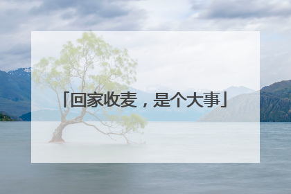 回家收麦，是个大事
