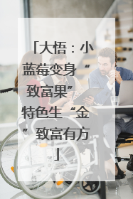 大悟：小蓝莓变身“致富果” 特色生“金”致富有方