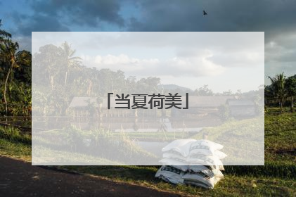 当夏荷美