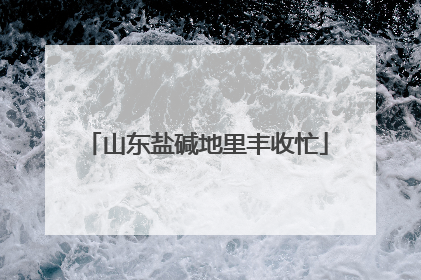 山东盐碱地里丰收忙