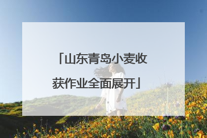 山东青岛小麦收获作业全面展开