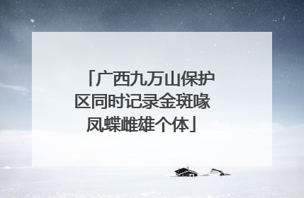 广西九万山保护区同时记录金斑喙凤蝶雌雄个体
