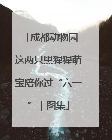 成都动物园 这两只黑猩猩萌宝陪你过“六一”｜图集