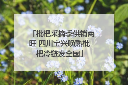 枇杷采摘季供销两旺 四川宝兴晚熟枇杷冷链发全国