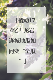 撬动174亿！龙岩连城地瓜如何变“金瓜”