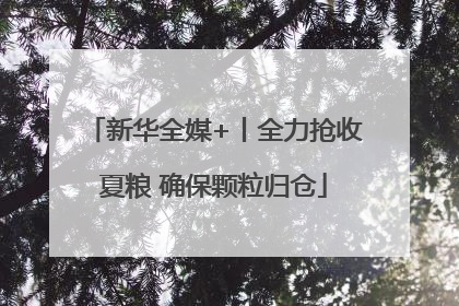 新华全媒+丨全力抢收夏粮 确保颗粒归仓