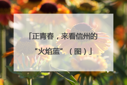 正青春，来看信州的“火焰蓝”（图）