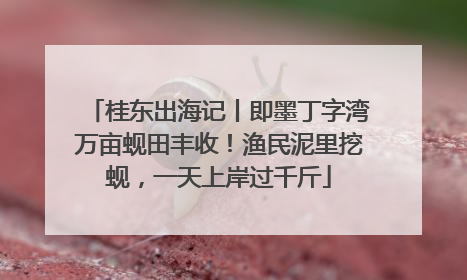 桂东出海记丨即墨丁字湾万亩蚬田丰收！渔民泥里挖蚬，一天上岸过千斤