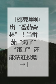 椰壳里种出“番茄森林”！当番茄“渴了”“饿了”还能精准投喂→