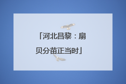 河北昌黎：扇贝分苗正当时