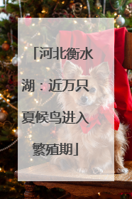 河北衡水湖：近万只夏候鸟进入繁殖期