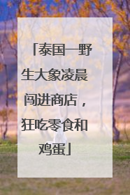 泰国一野生大象凌晨闯进商店，狂吃零食和鸡蛋