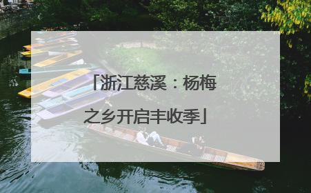 浙江慈溪：杨梅之乡开启丰收季