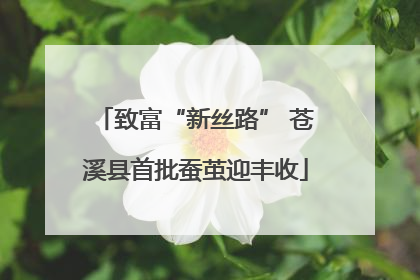 致富“新丝路” 苍溪县首批蚕茧迎丰收