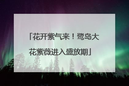 花开紫气来！鹭岛大花紫薇进入盛放期