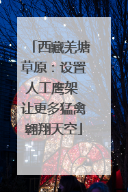 西藏羌塘草原：设置人工鹰架 让更多猛禽翱翔天空