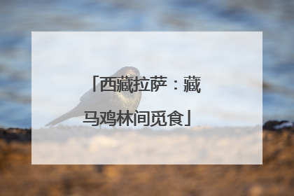 西藏拉萨：藏马鸡林间觅食