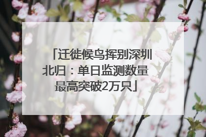 迁徙候鸟挥别深圳北归：单日监测数量最高突破2万只