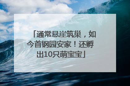 通常悬崖筑巢，如今首钢园安家！还孵出10只萌宝宝