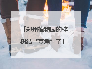 郑州植物园的梓树结“豆角”了