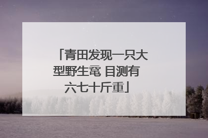 青田发现一只大型野生鼋 目测有六七十斤重