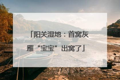 阳关湿地：首窝灰雁“宝宝”出窝了