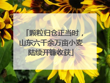颗粒归仓正当时，山东六千余万亩小麦陆续开镰收获