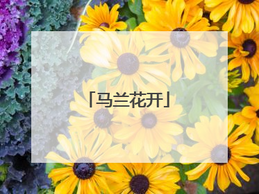 马兰花开
