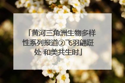 黄河三角洲生物多样性系列报道②飞羽翩跹处 和美共生时