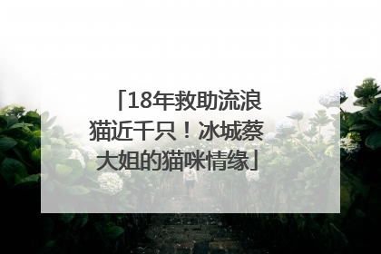 18年救助流浪猫近千只！冰城蔡大姐的猫咪情缘